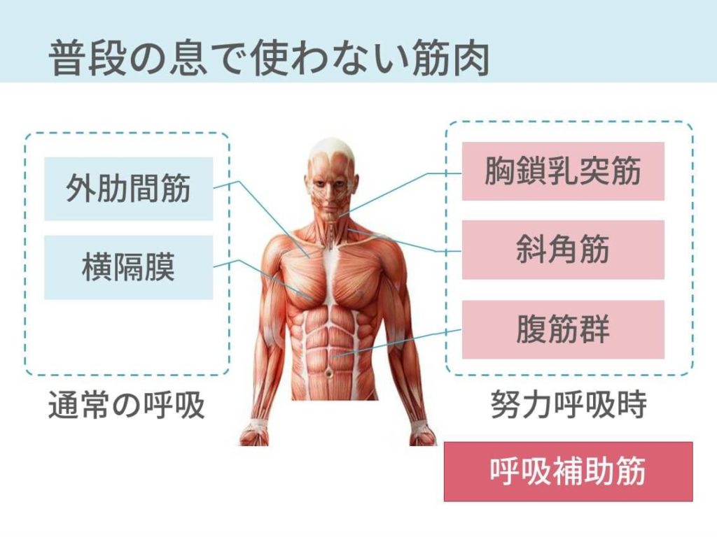 胸部の診察のポイント総まとめ 5つの記事で解説します コキュトレ