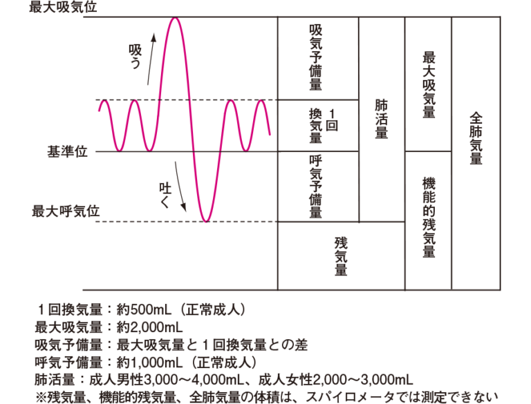 出典： 肺活量測定が呼吸機能測定に欠かせないのはな …